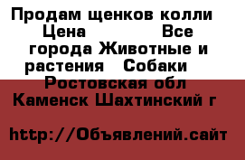 Продам щенков колли › Цена ­ 15 000 - Все города Животные и растения » Собаки   . Ростовская обл.,Каменск-Шахтинский г.